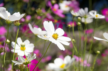 Fototapeta premium 小春日和 秋桜