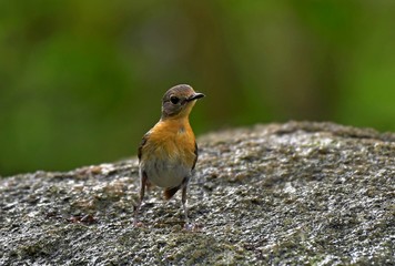 A Cuties bird Indochinese blue flycatcher watching the others bird