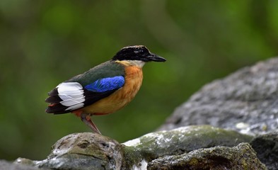 The Blue winged pitta waiting to play water at the border