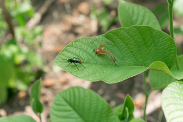 Insects on the leaves in tropical forests
