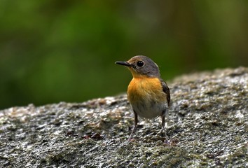 A Cuties bird Indochinese blue flycatcher watching the others bird