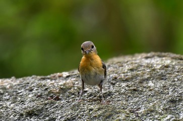 A Cuties bird Indochinese blue flycatcher watching the others bird