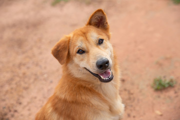 Portrait of a mixed-breed dog on the ground