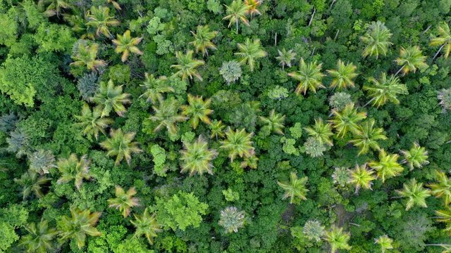 Enchanted magic tropical forest. Aerial view to palm trees silhouette like pattern. Summer background asian nature landscape. Drone video to mazing green palm leaves and trees. Nature tropical forest
