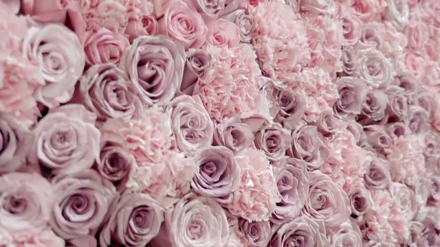 A huge number of roses forms a real wall of flowers. Shot in motion