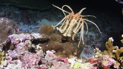 Feather star walking on tropical coral reef during the night dive 