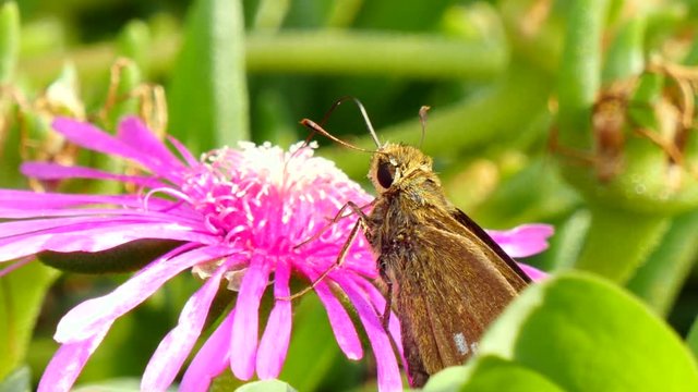 Parnara guttata butterfly on flower in south Korea 