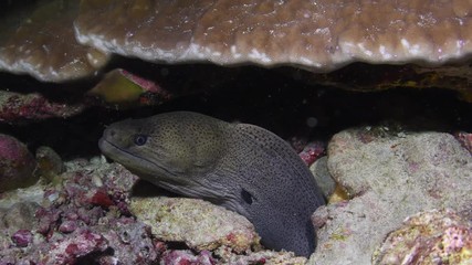 Giant Moray eel, Gymnothorax javanicus closeup in Andaman sea 