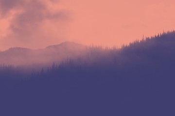 Misty mountains and pine trees