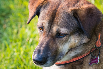 Beautiful brown mixed breed dog watching