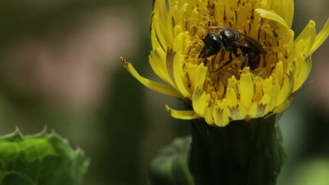 Chelostoma bee harvesting pollen from a dandelion (macro)