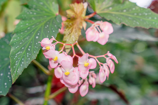11 BEST 木立性ベゴニア IMAGES, STOCK PHOTOS u0026 VECTORS  Adobe Stock