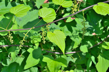 Herb (Dioscorea nipponica) 1