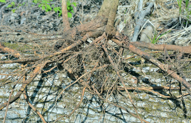 Roots of bush (Eleutherococcus senticosus) 6