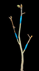 Grafting pear-tree 2