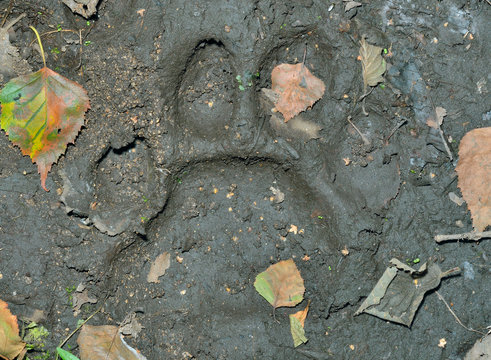 Footprint of tiger