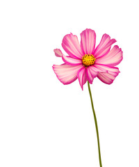 Isolated pink-and-white cosmos flower with pedicel 