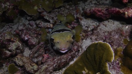 Shortspine porcupinefish, Diodon liturosus closeup in Andaman sea
