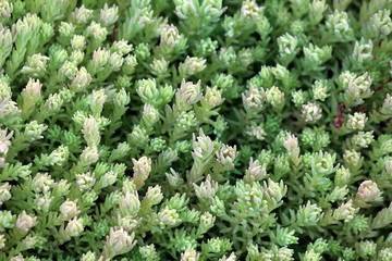 Background texture of densely planted Sedum or Stonecrop hardy succulent ground cover perennial...