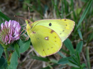 Animaux et nature de Lorraine, France