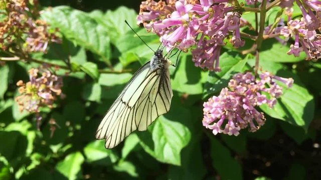 White cabbage butterfly Pieris brassicae sitting on lilac flower. Slow motion