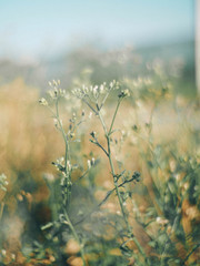 Fototapeta premium OLYMPUS DIGITAL CAMERA