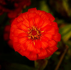 Top view of a blooming red zinnia flower 