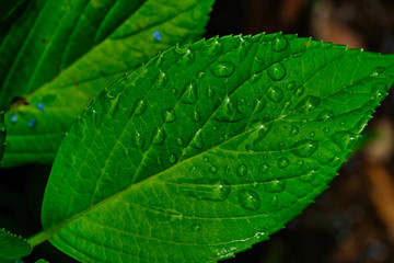 green leaf with water drops