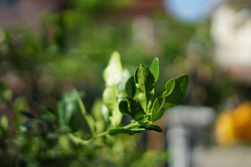 green leaf lime background herb spice