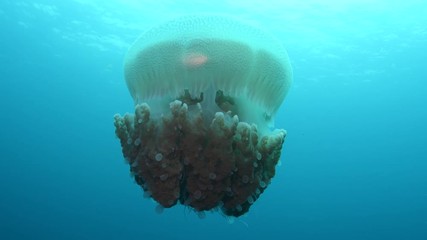 Mosaic Jellyfish, Thysanostoma thysanura closeup in Andaman sea