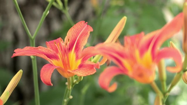 Close up of an orange and red Lilly with a depth of field