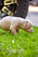 Little puppies of American bullies on the grass. First steps in life. Save space, thirst for life, the first experience.