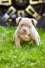 Little puppies of American bullies on the grass. First steps in life. Save space, thirst for life,...