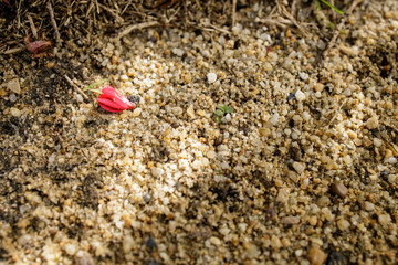 Flowers that fell on the floor.