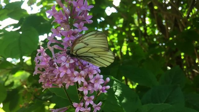 White cabbage butterfly Pieris brassicae sitting on lilac flower. Slow motion