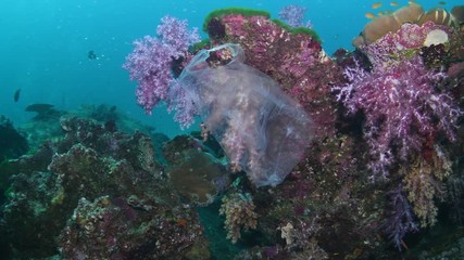 Plastic bag floating underwater over tropical coral reef 