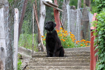 Black Labrador Retriever with dark green leather collar sitting on concrete stairs looking in distance surrounded with flowers and metal wire fence on warm sunny spring day