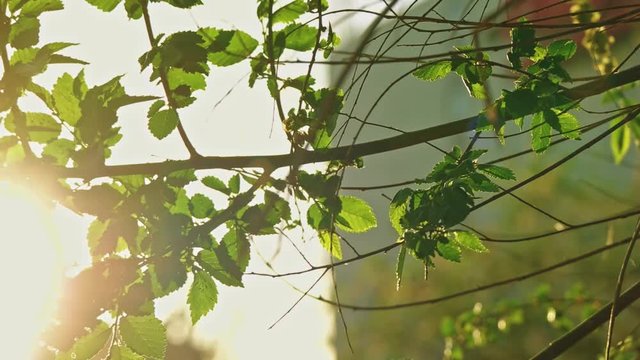 Elm tree branch in city park with backlit sun
