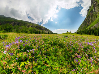 Fogy field of blue flover on a cloudy day. Wide panorama