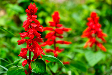 colorful flowers in garden