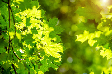 Fototapeta na wymiar Green nature background with maple leaves 