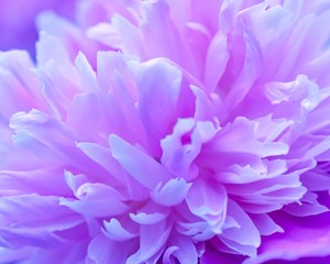 Obraz premium closeup of purple flower