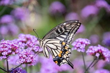 Fototapeta na wymiar アゲハチョウと紫の花