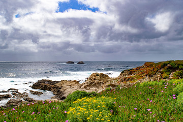 Fields of Wildflowers Near the Coast