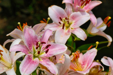Fototapeta na wymiar colorful flowers in garden