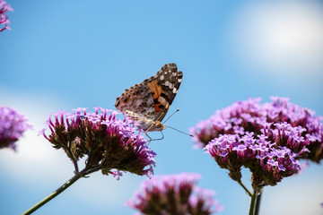 ヒメアカタテハと青空