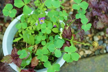 クローバー　4つ葉　5つ葉　花壇　とちぎ