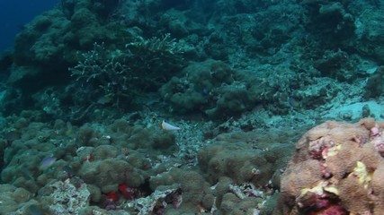 Juvenille Bicolor Parrotfish, Cetoscarus Cicolor in tropical reef