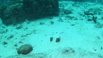 Bluespotted Ribbontail Ray, Dasyatis kuhlii buried in the sandy bottom 