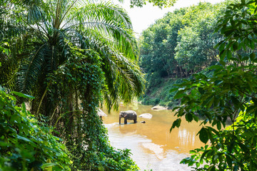 Wild elephant in the beautiful jungle in Thailand